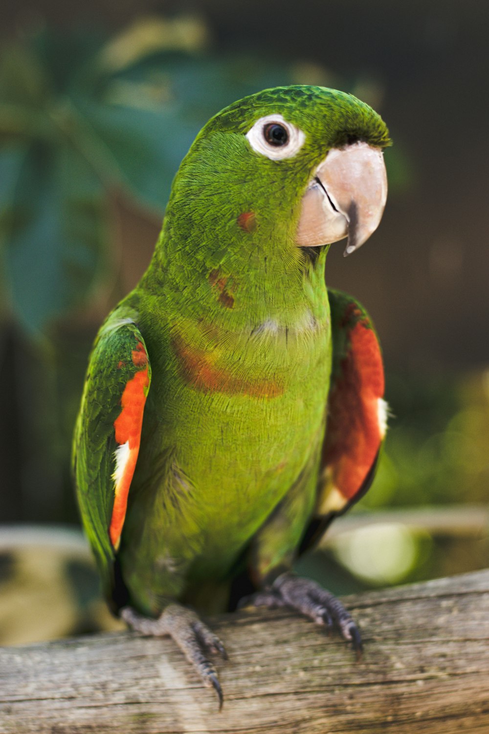 Ein grüner und oranger Vogel