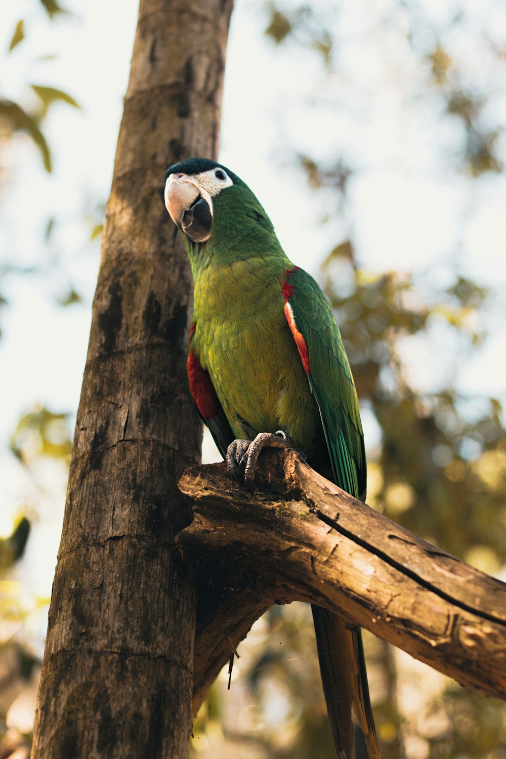a parrot perched on a tree branch