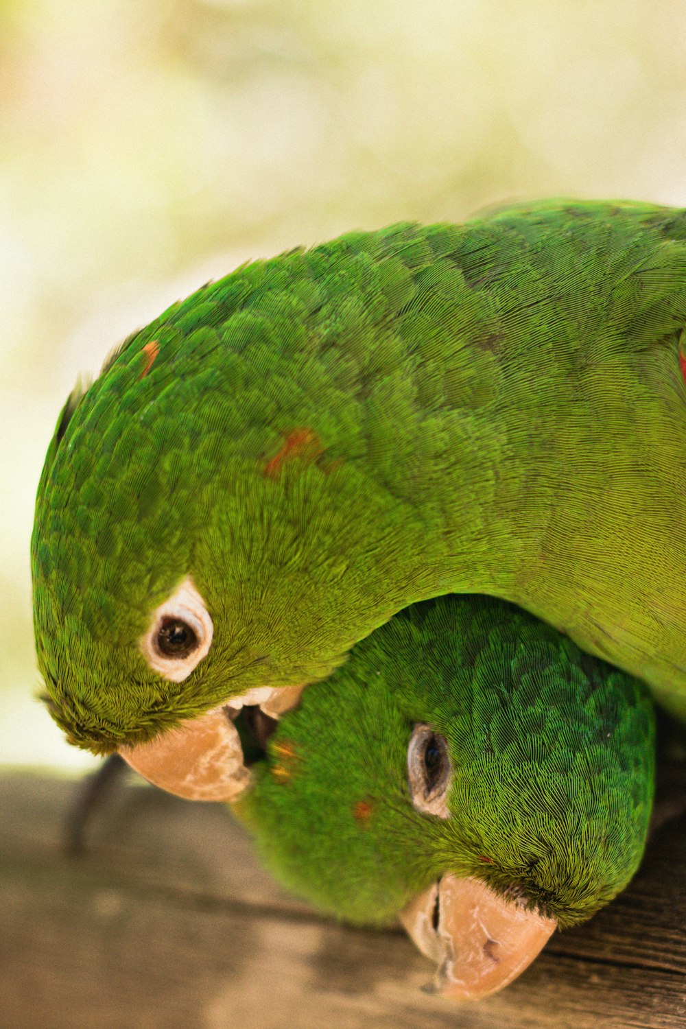 a green bird with a yellow beak