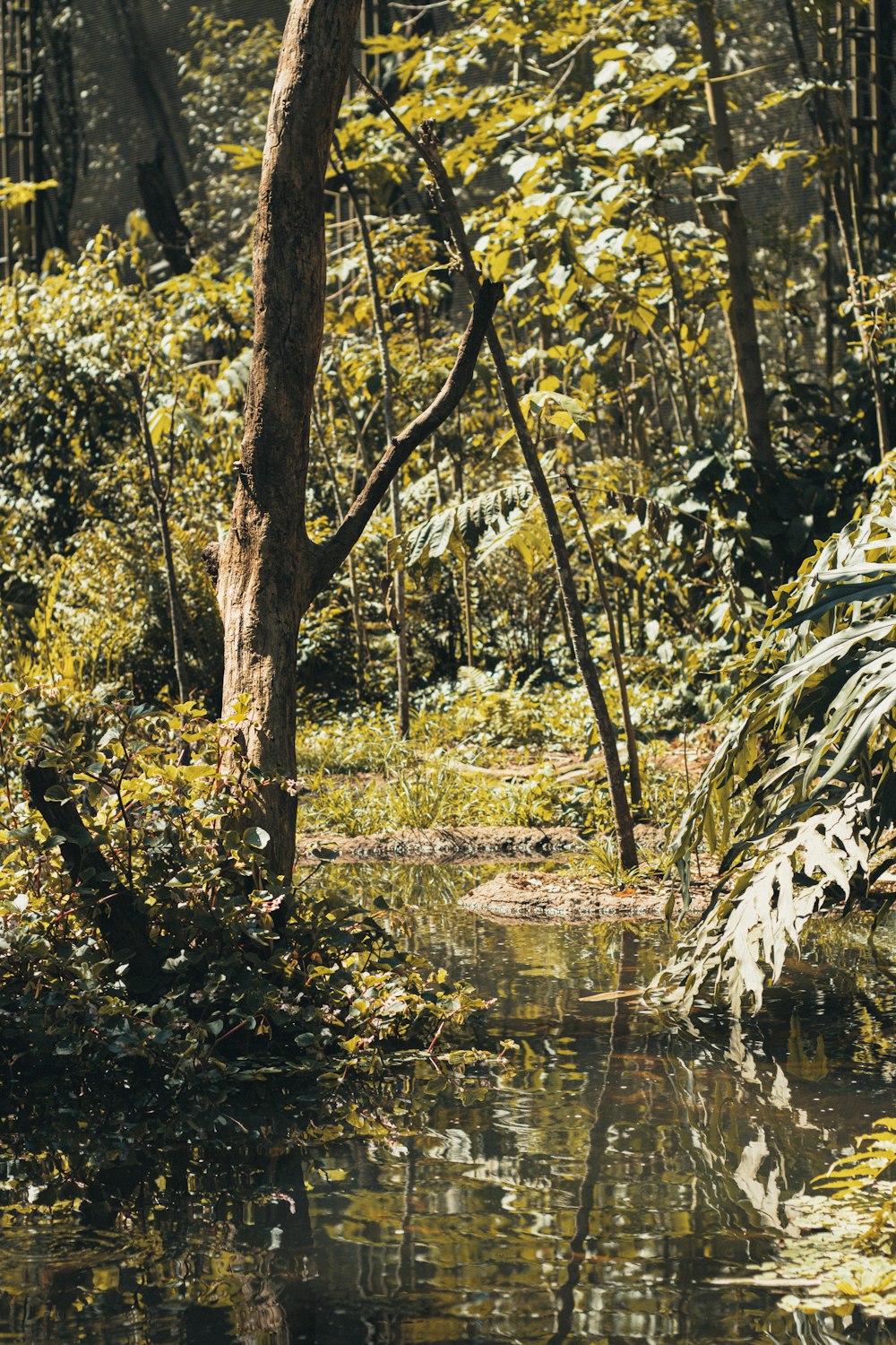 a stream in a forest