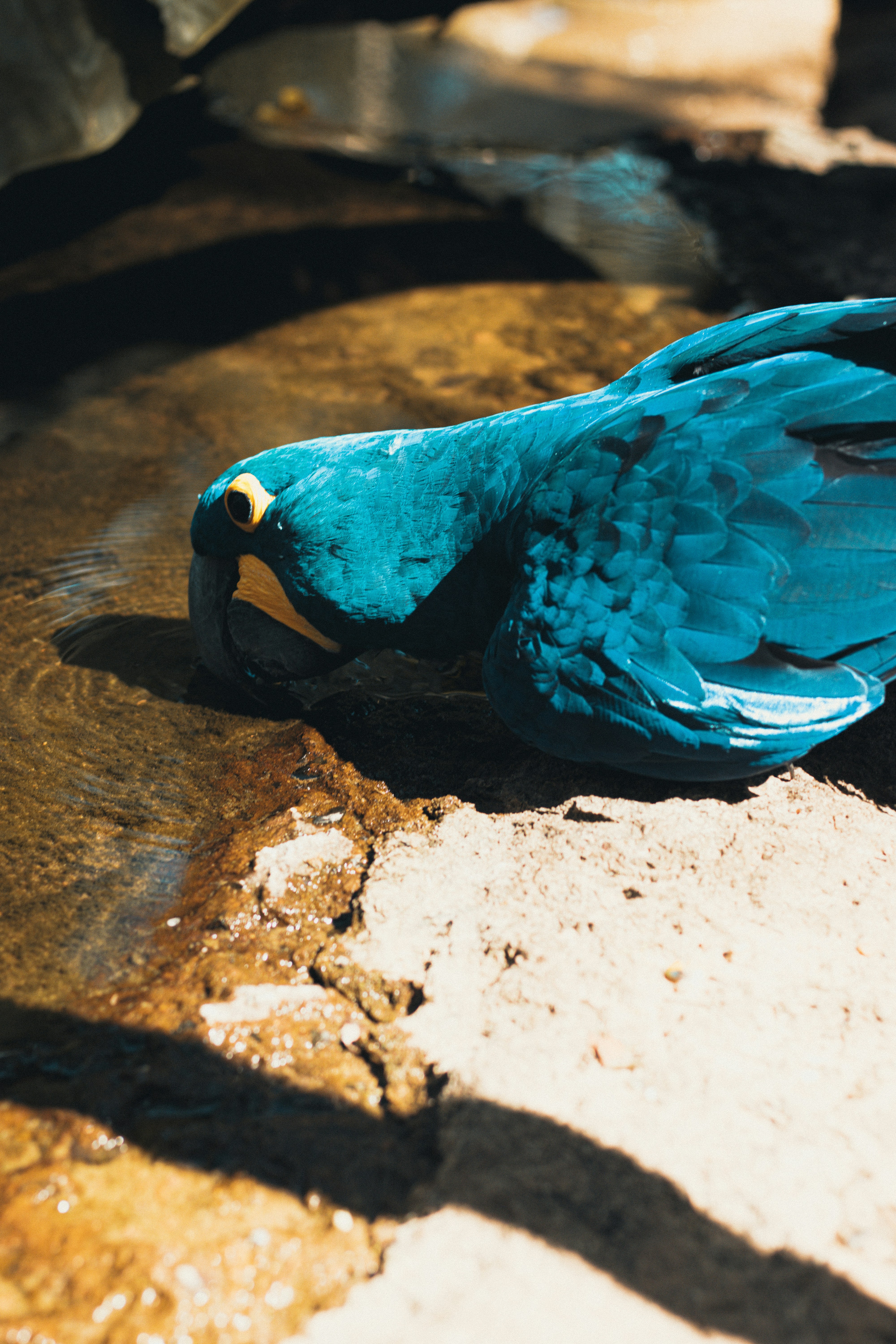 Photo by thipatriota