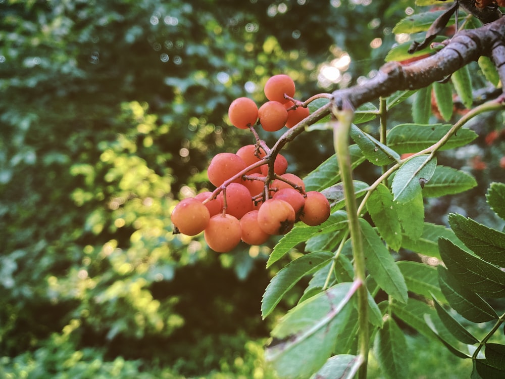 a group of berries on a tree