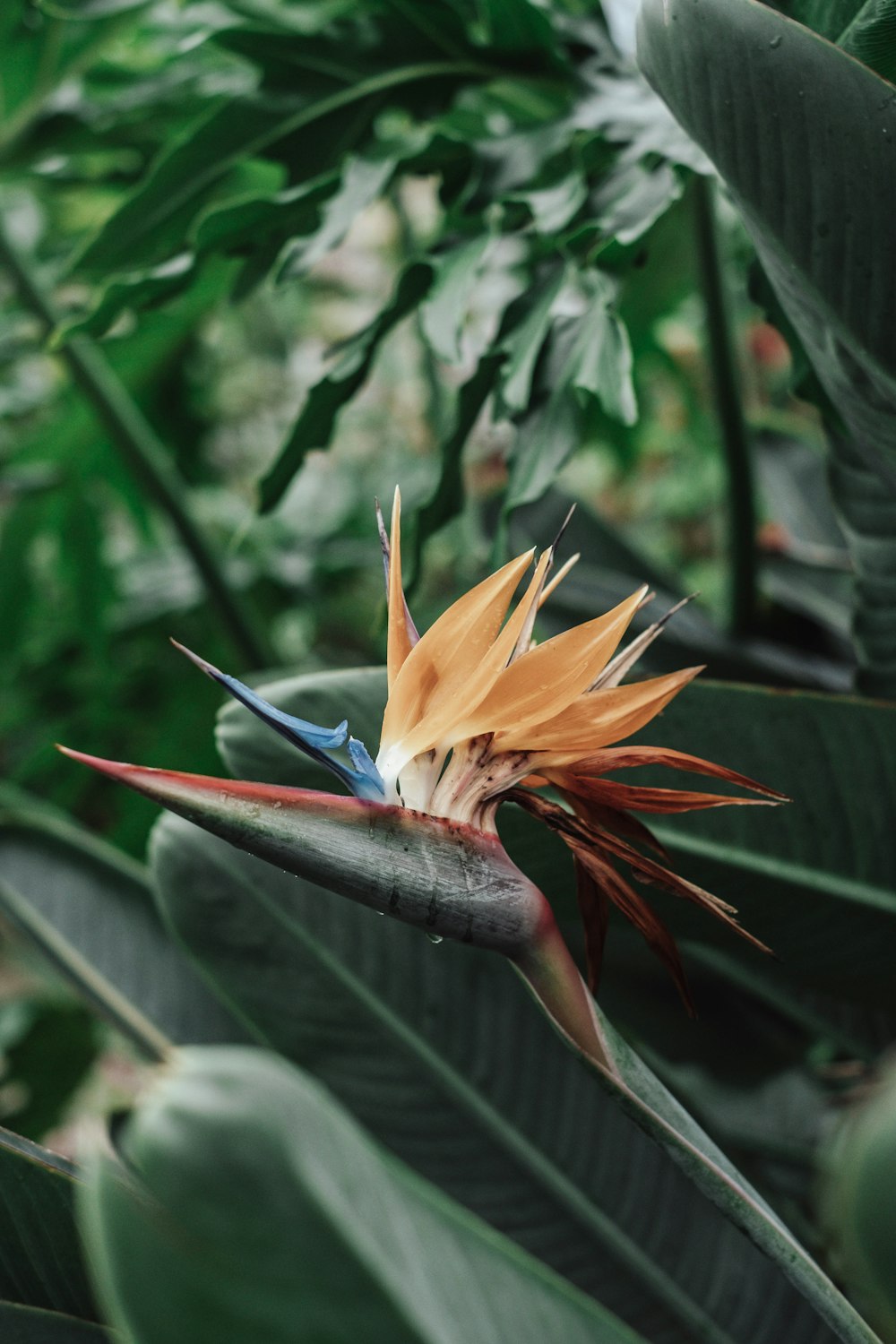 um close up de um pássaro da flor do paraíso