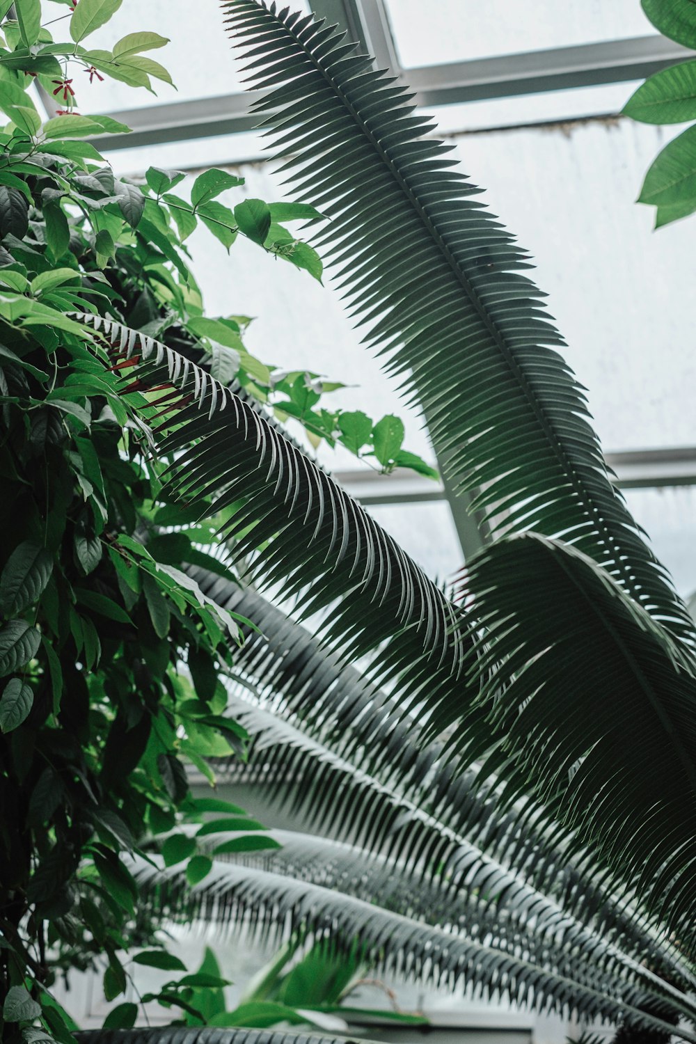 a plant in a greenhouse with lots of green leaves