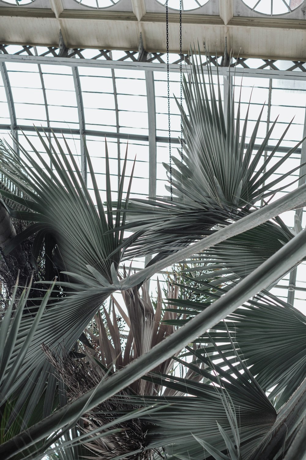 uma palmeira dentro de um edifício com muitas janelas