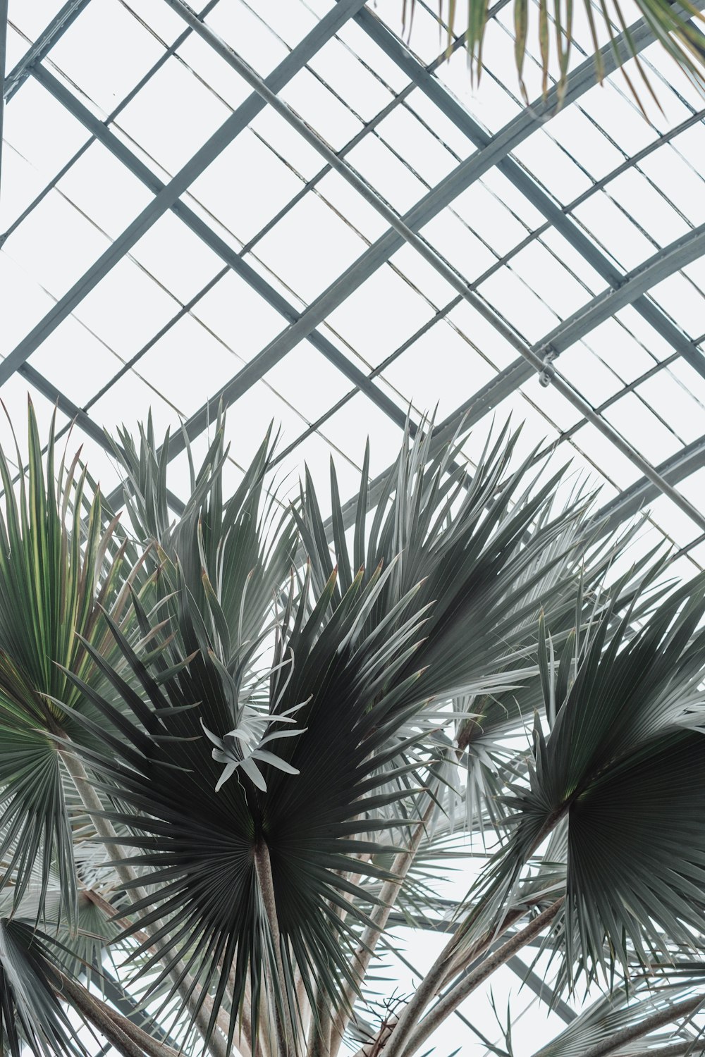 a palm tree inside of a glass roof