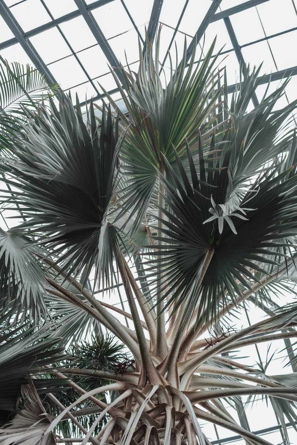 a large palm tree in a large building