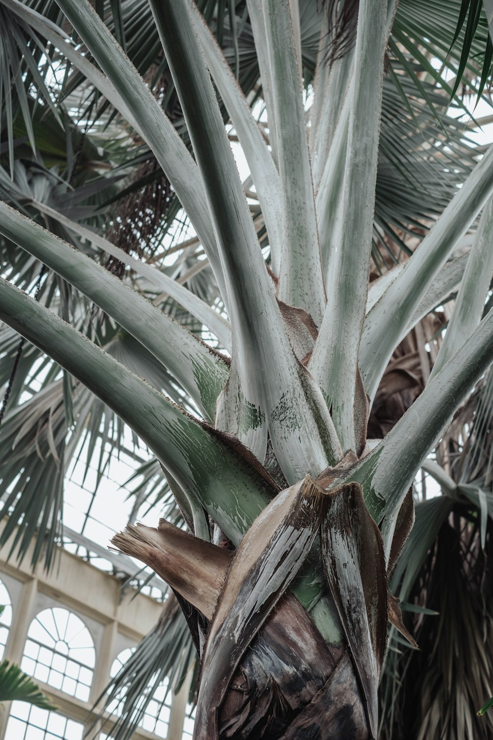 a close up of a palm tree with lots of leaves