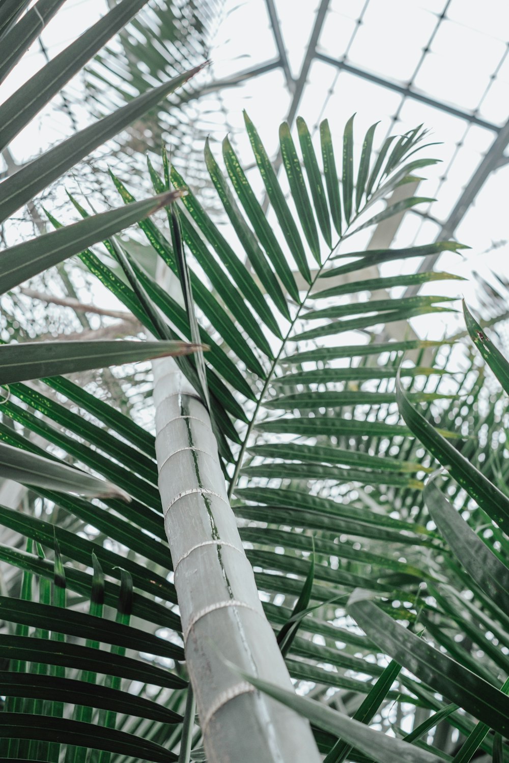 a tall palm tree in a greenhouse