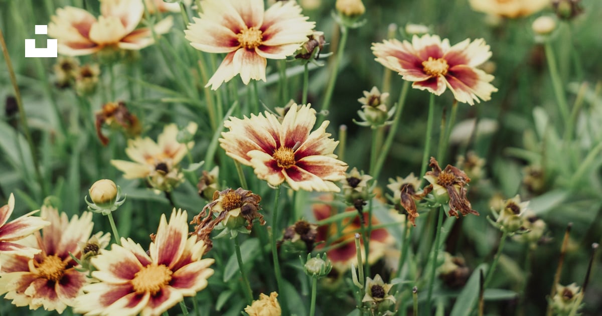 Un bouquet de fleurs jaunes et rouges dans un jardin photo – Photo ...
