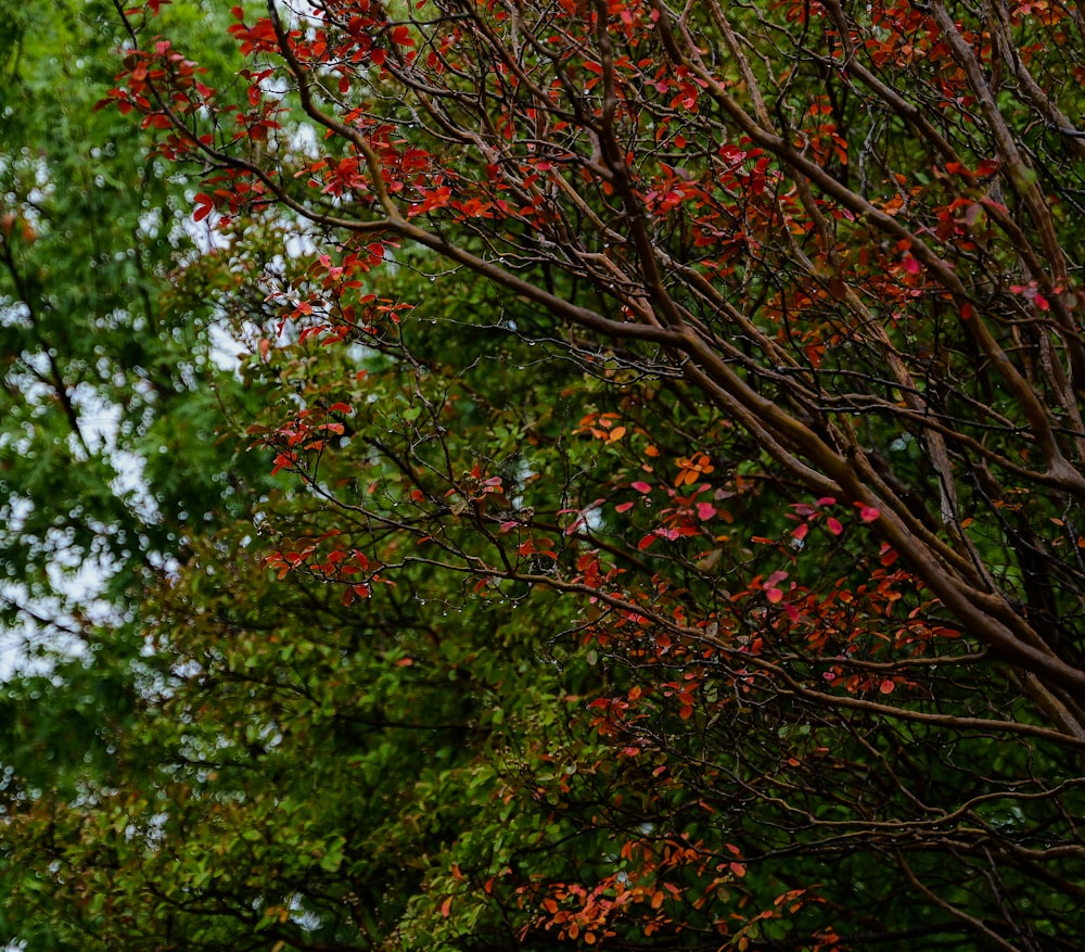 a tree with red leaves