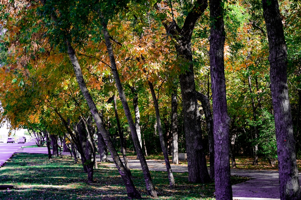 un groupe d’arbres aux feuilles jaunes