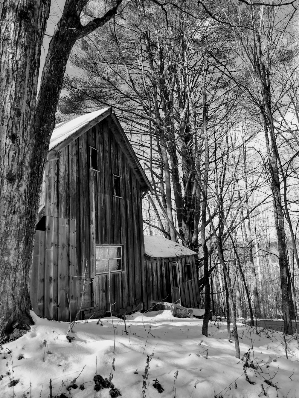 a wooden building in the woods