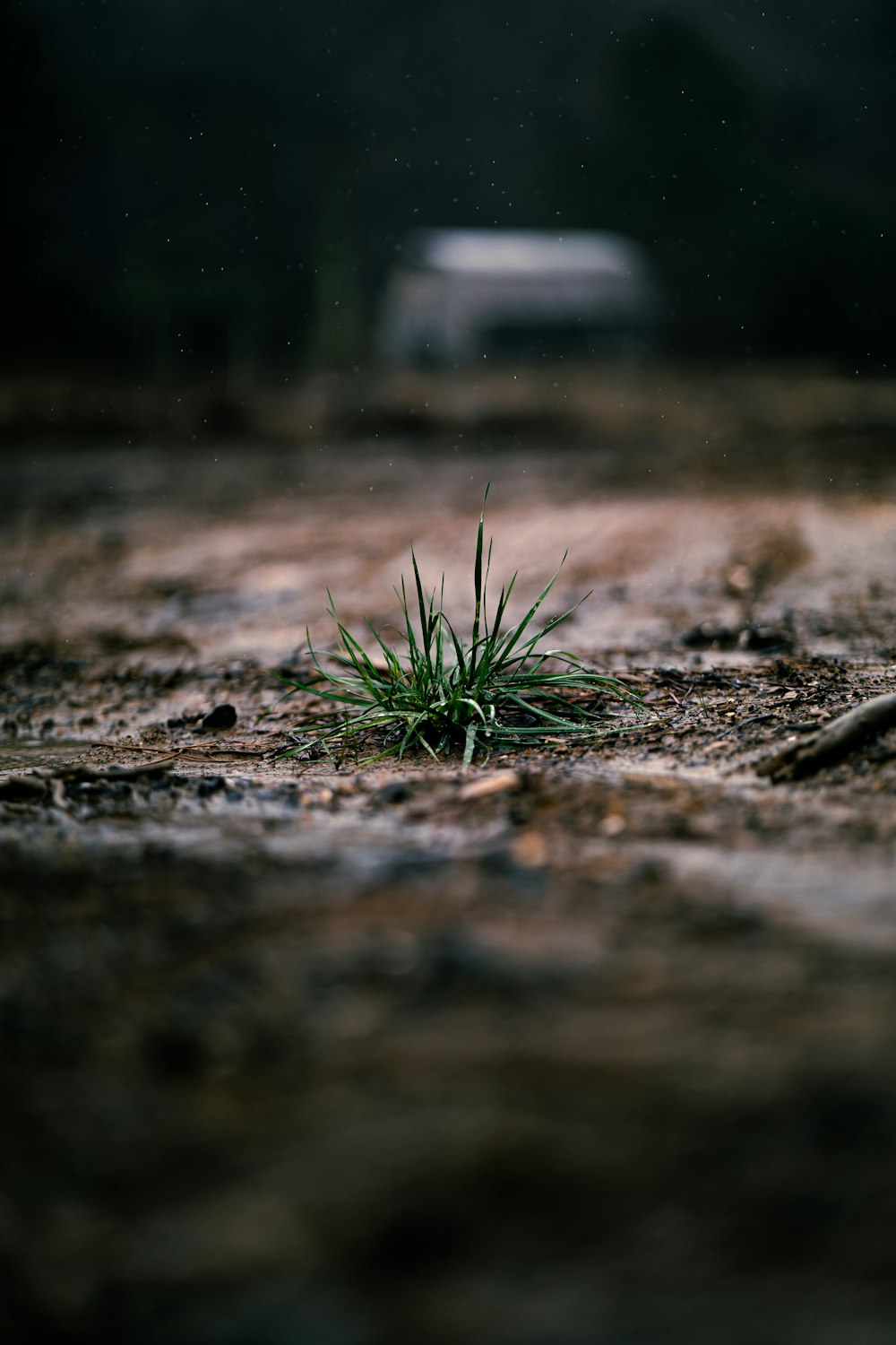 a small green plant growing in the dirt