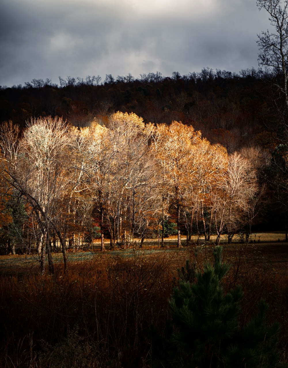 a field with trees in it