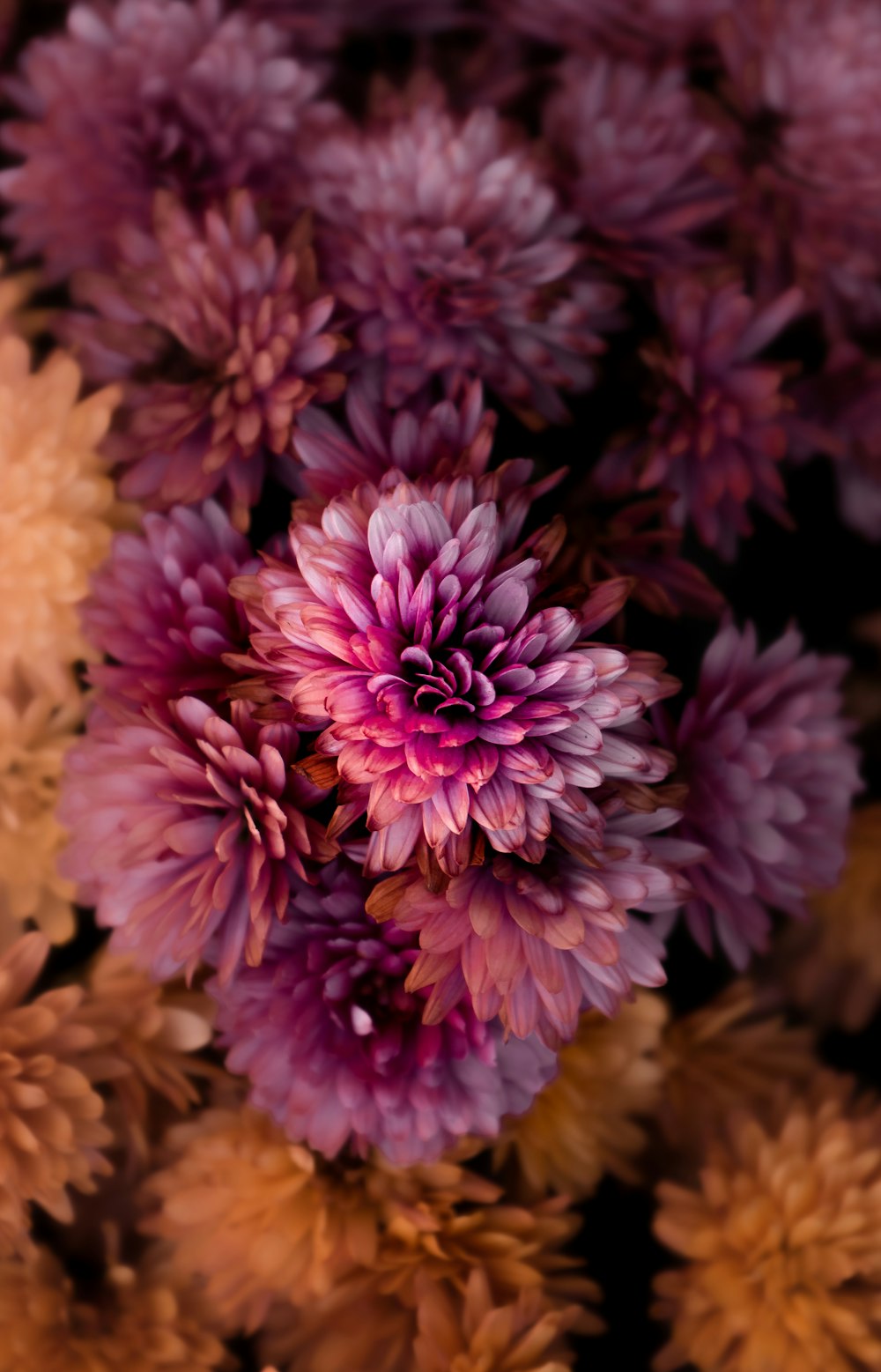 a group of purple flowers