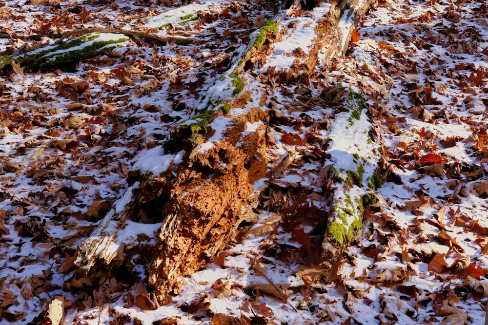 a pile of leaves and twigs