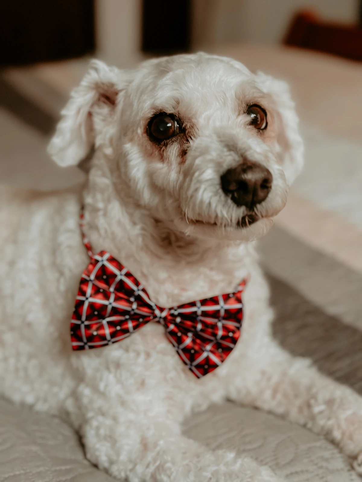 Fashionable dog wearing a bow tie collar at a special occasion