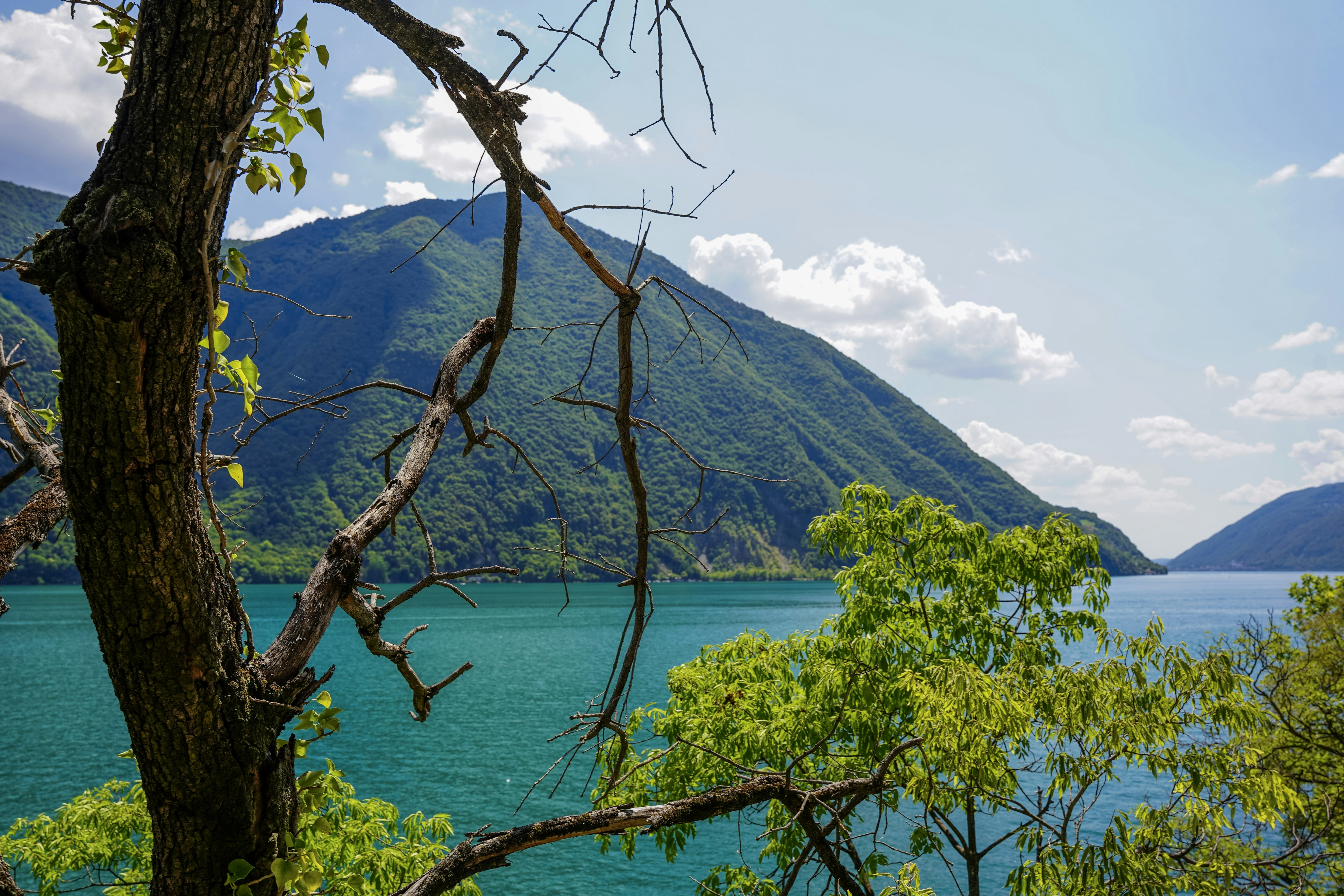 a tree next to a body of water