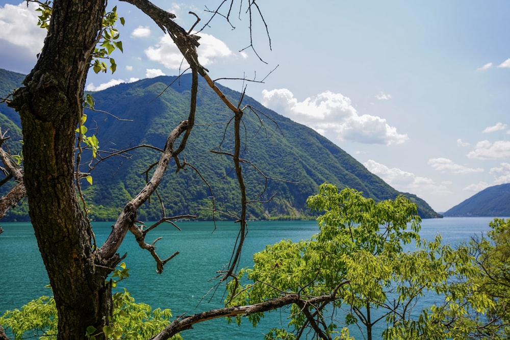 a tree next to a body of water