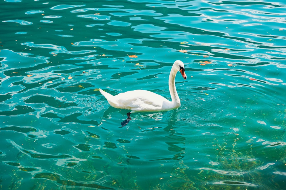 a swan swimming in water