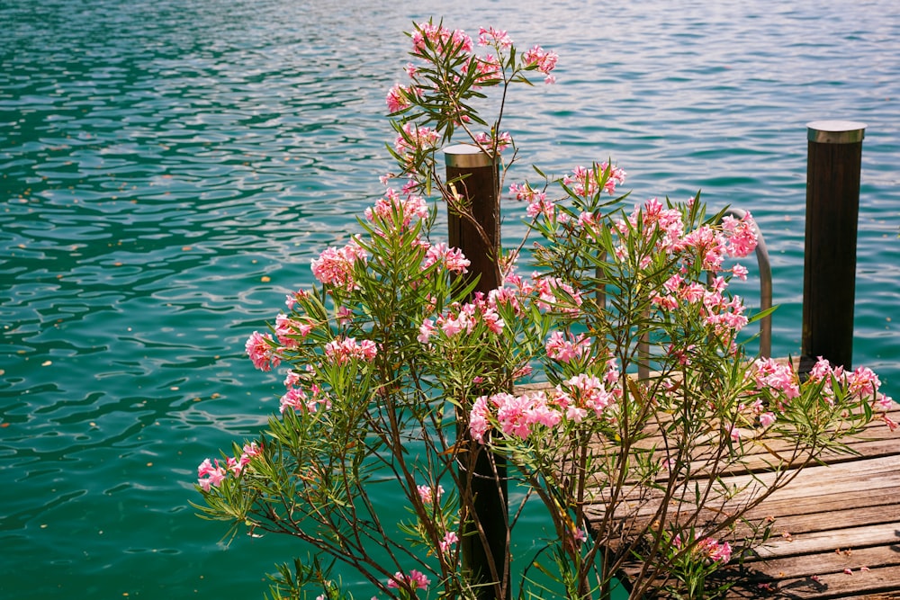 a plant with pink flowers by a body of water