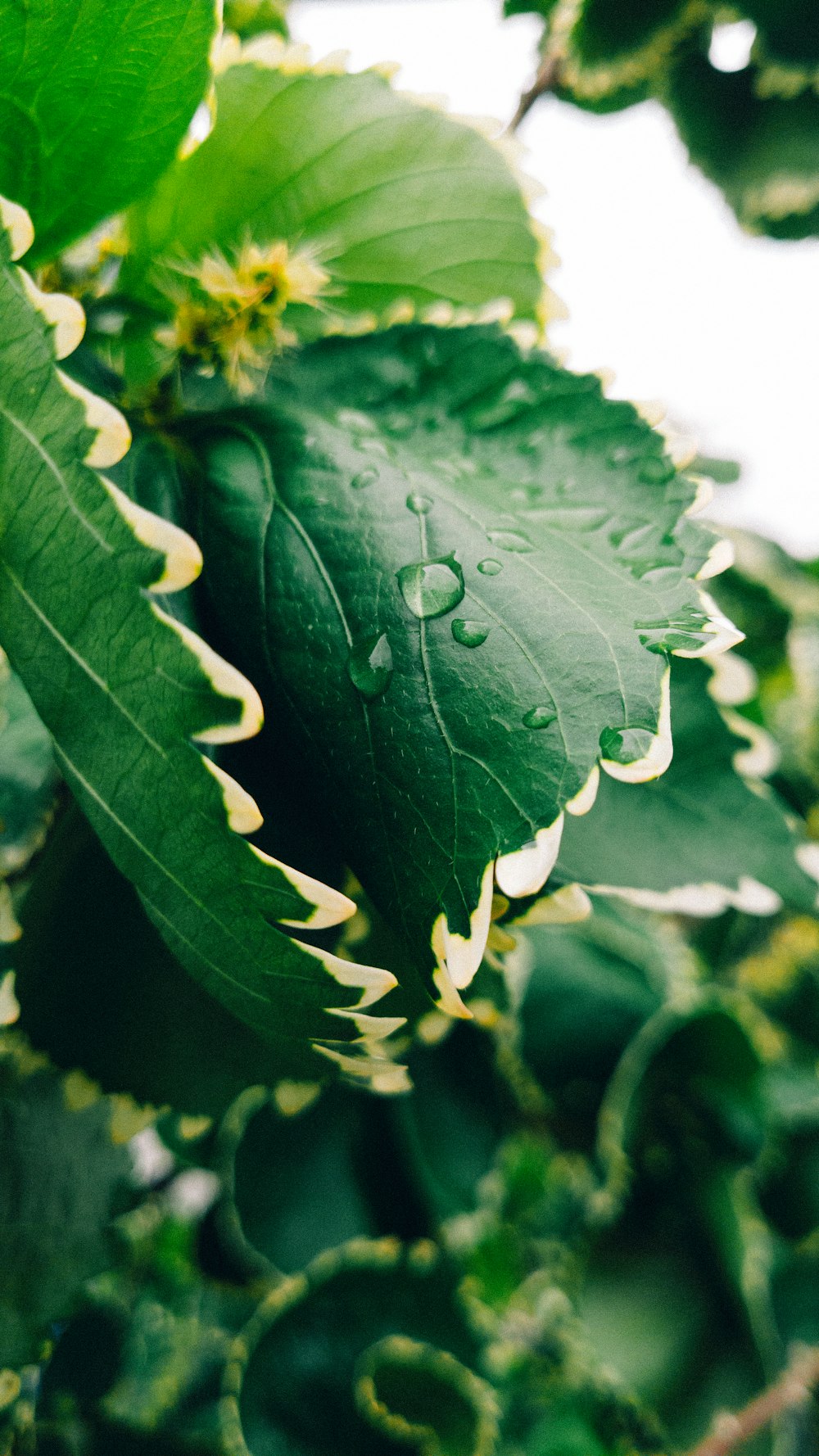 a close up of a leaf