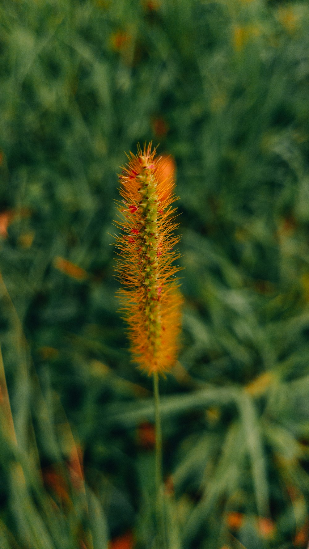 a close up of a flower