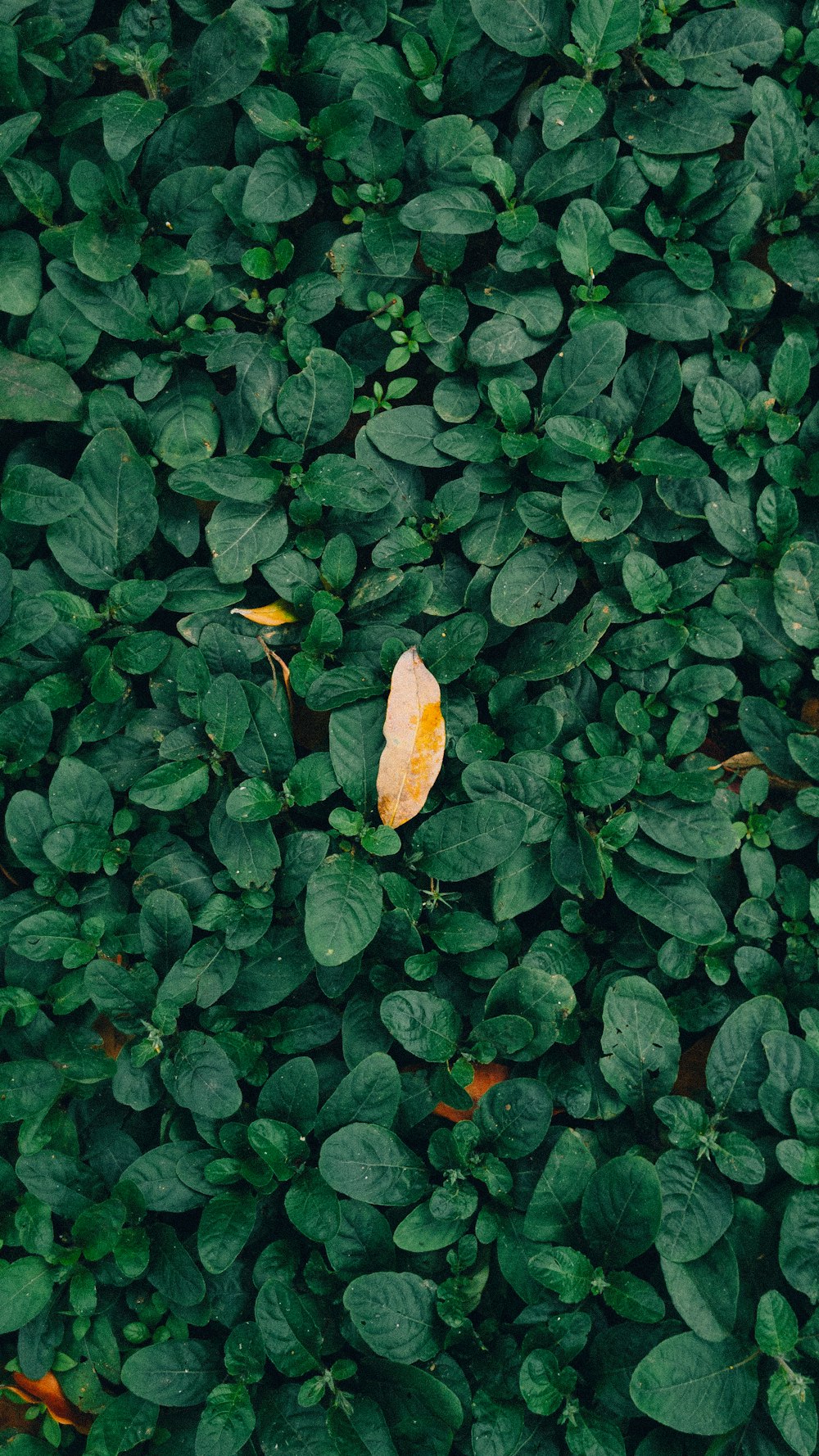 緑豊かな植物の蝶