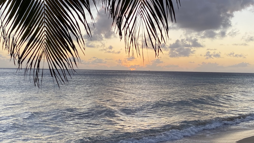 a body of water with a palm tree and a sunset