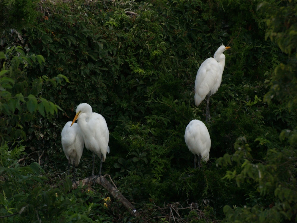 birds standing on a branch