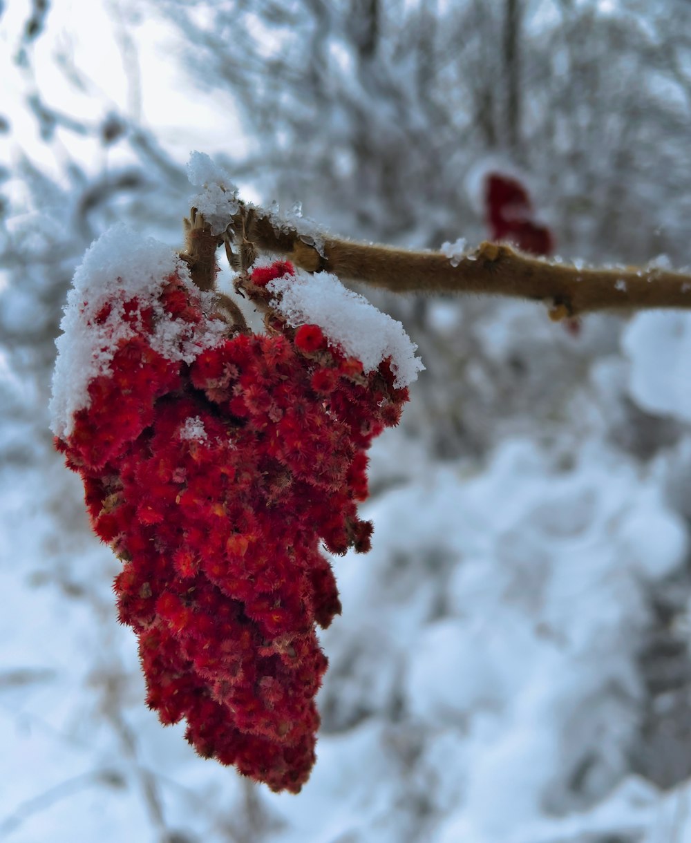 a red berry on a branch