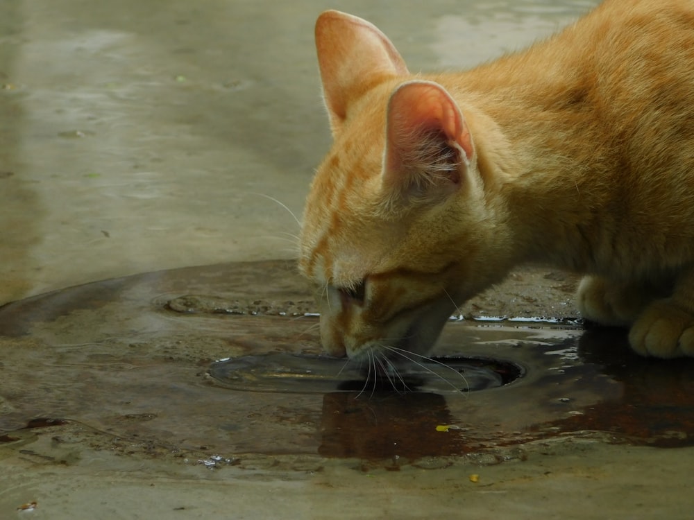 a cat looking at a fish