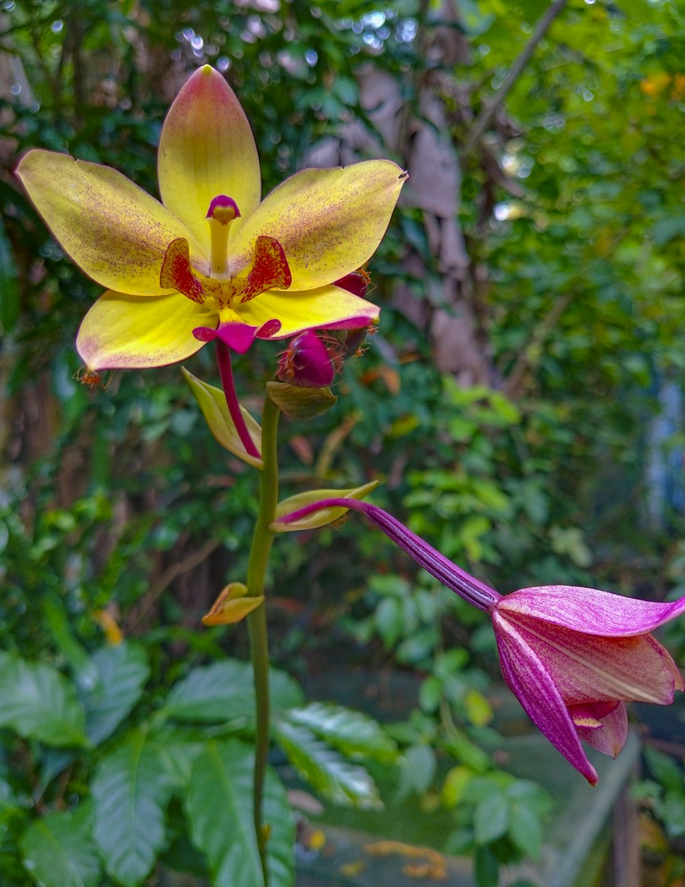 a yellow and red flower