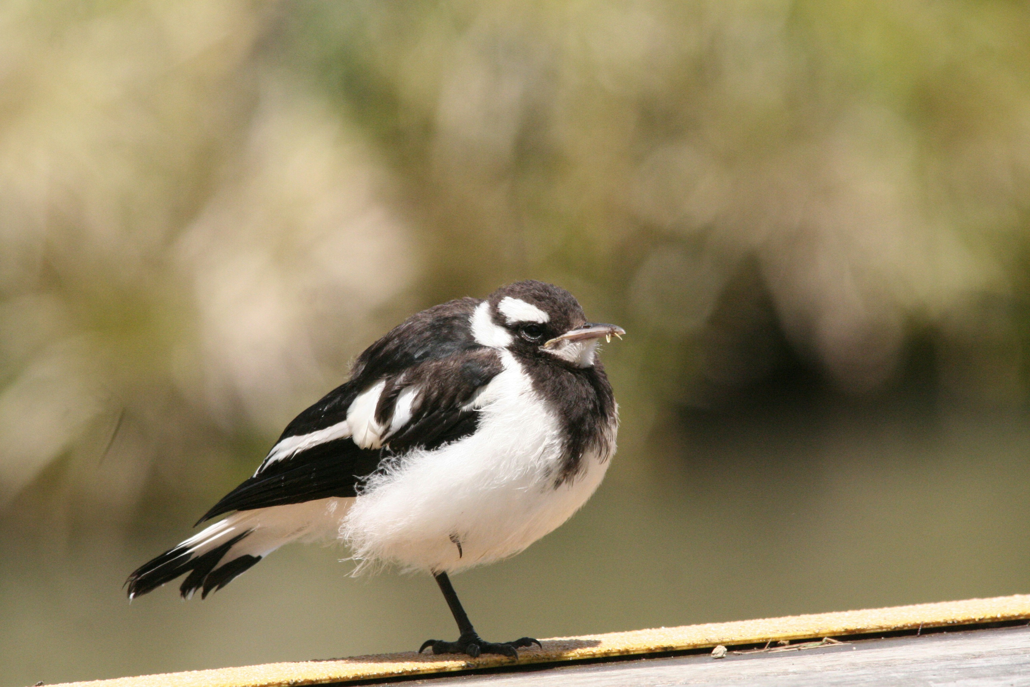 Photo by adventureplz