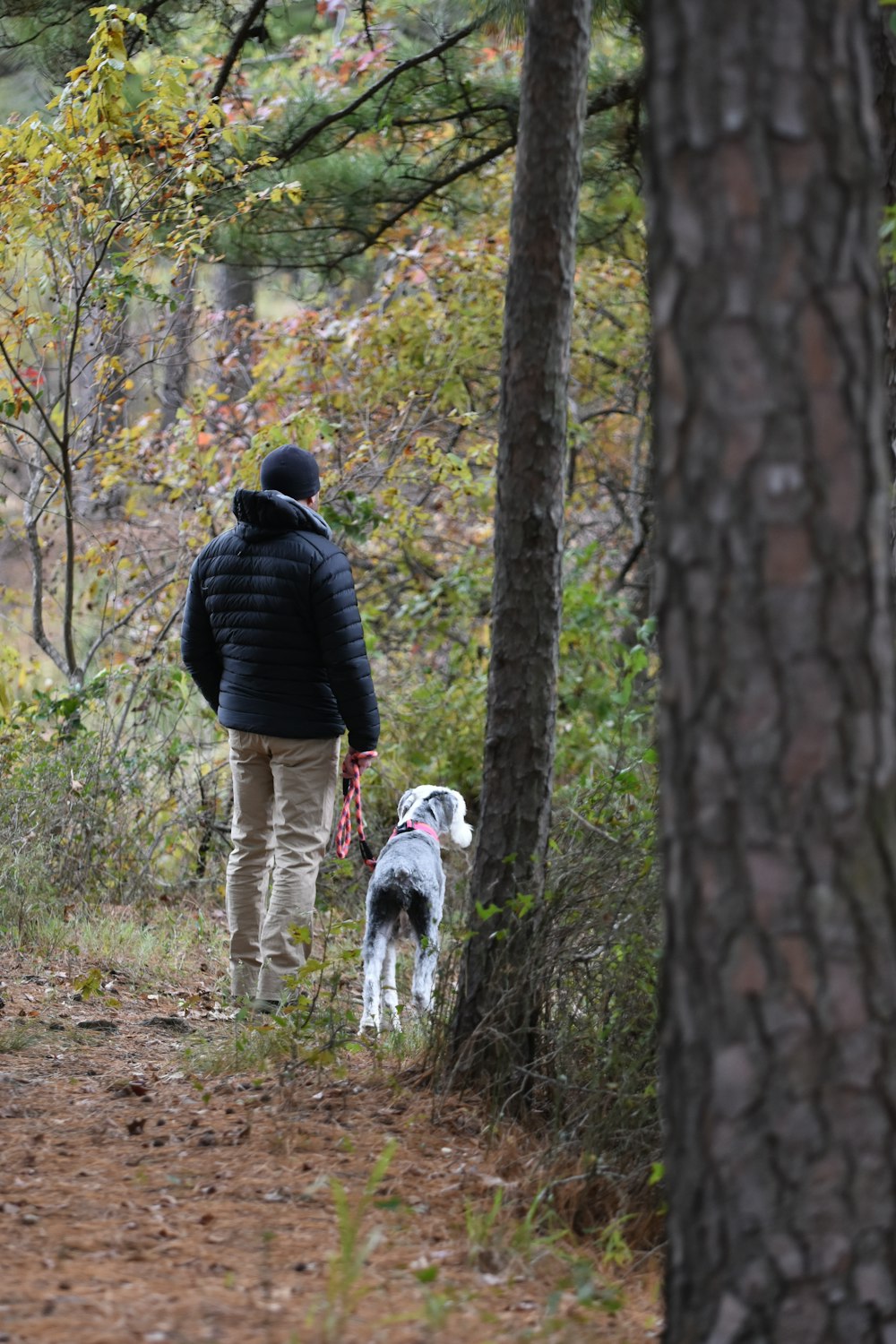 a person walking a dog in the woods