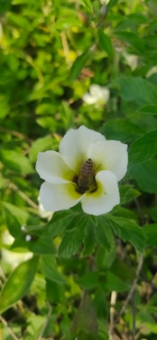 A bee is perched on a creamy white flower with a dark center, surrounded by lush green leaves. The scene is bathed in natural light, highlighting the intricate details of the petals and the bee.