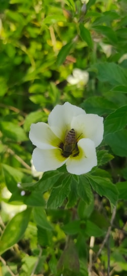 A bee is perched on a creamy white flower with a dark center, surrounded by lush green leaves. The scene is bathed in natural light, highlighting the intricate details of the petals and the bee.