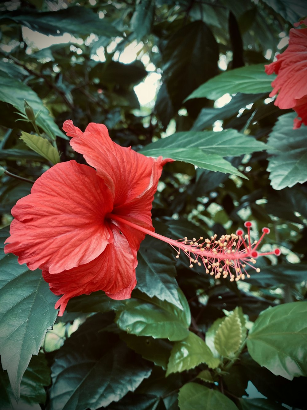 a red flower with green leaves