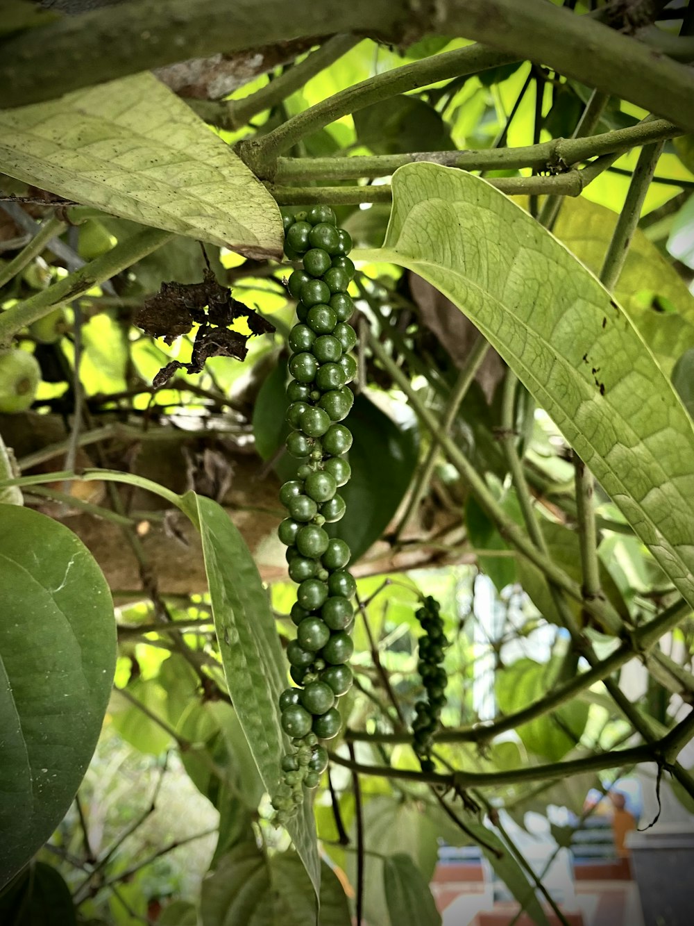 um close-up de uma planta