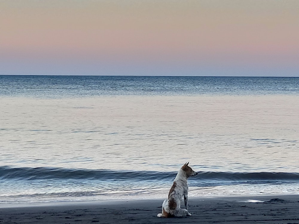 a dog sitting on a beach