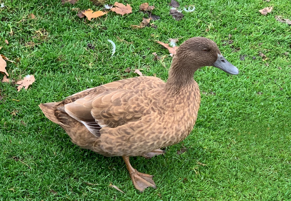 a duck on grass