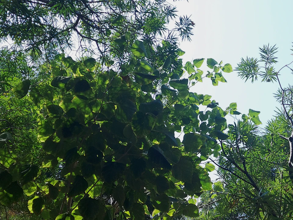 Lush forest scene with tall trees and bushes reaching towards the clear blue sky
