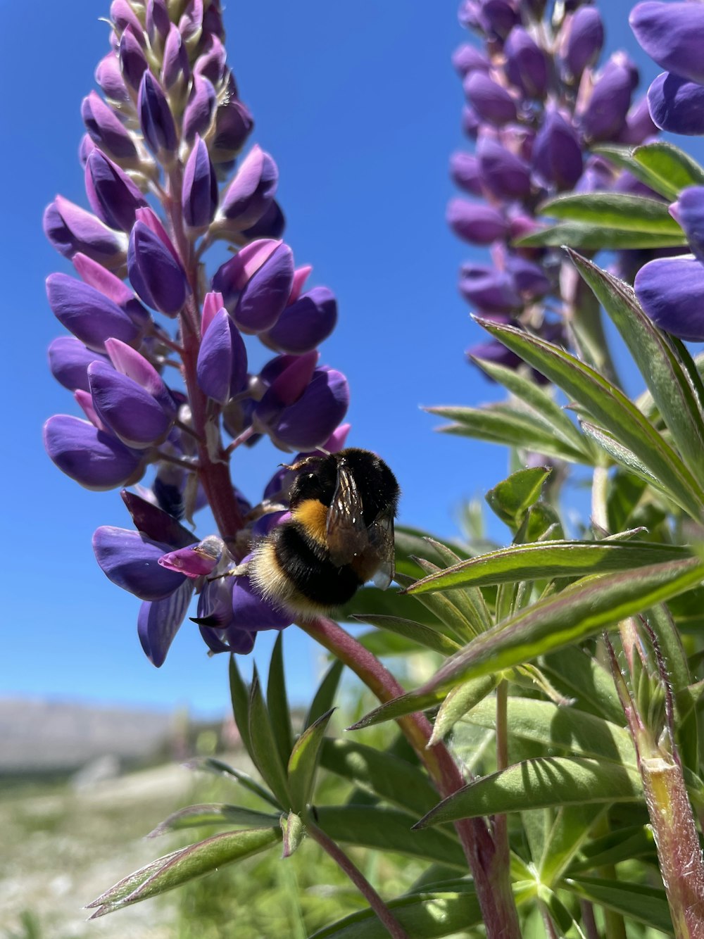 a bee on a purple flower