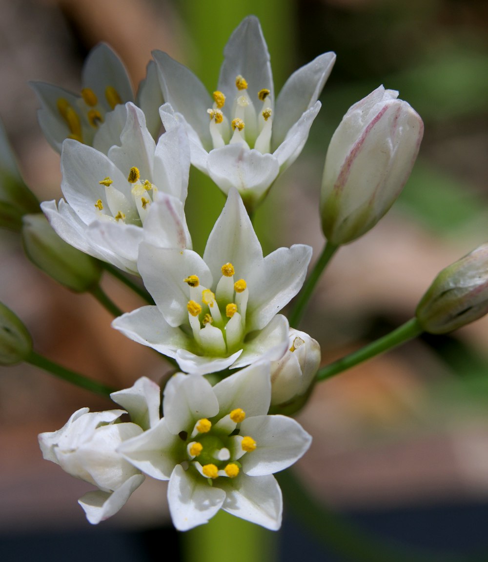 a close up of white flowers