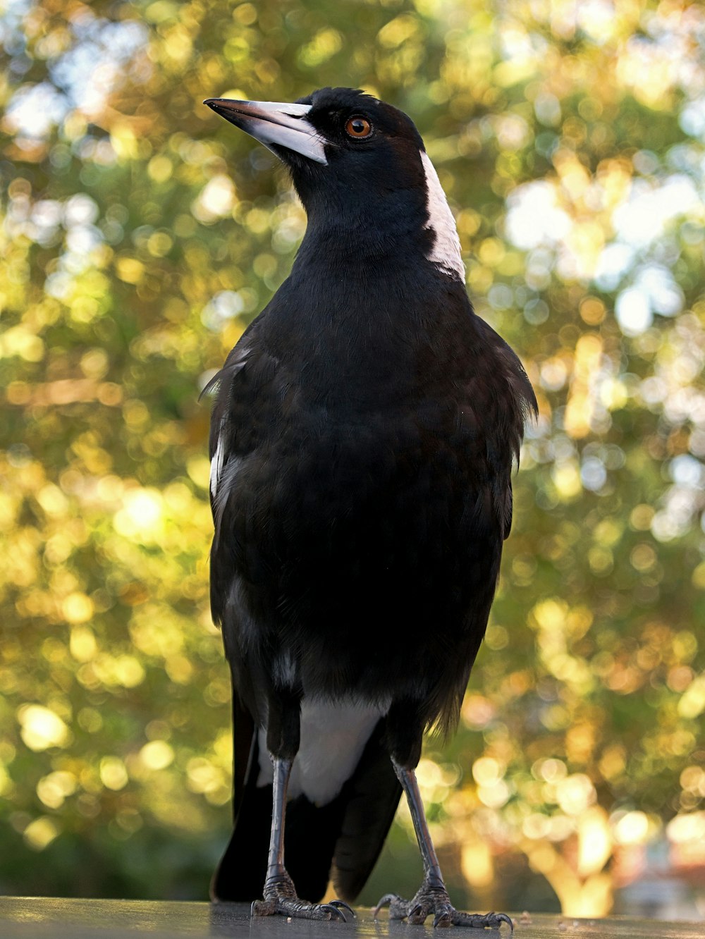 um pássaro preto com um bico longo
