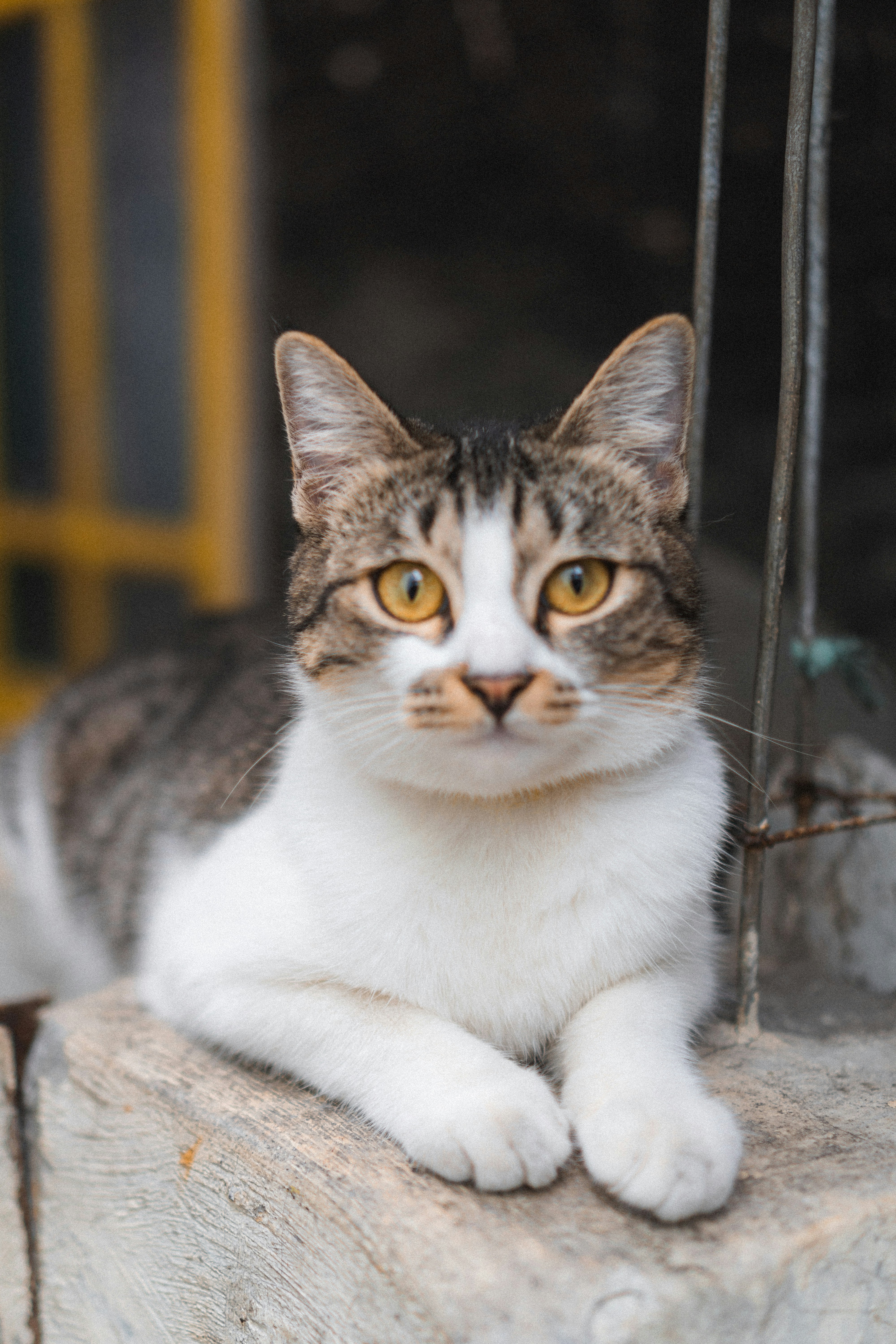 Photo by nazmijavier