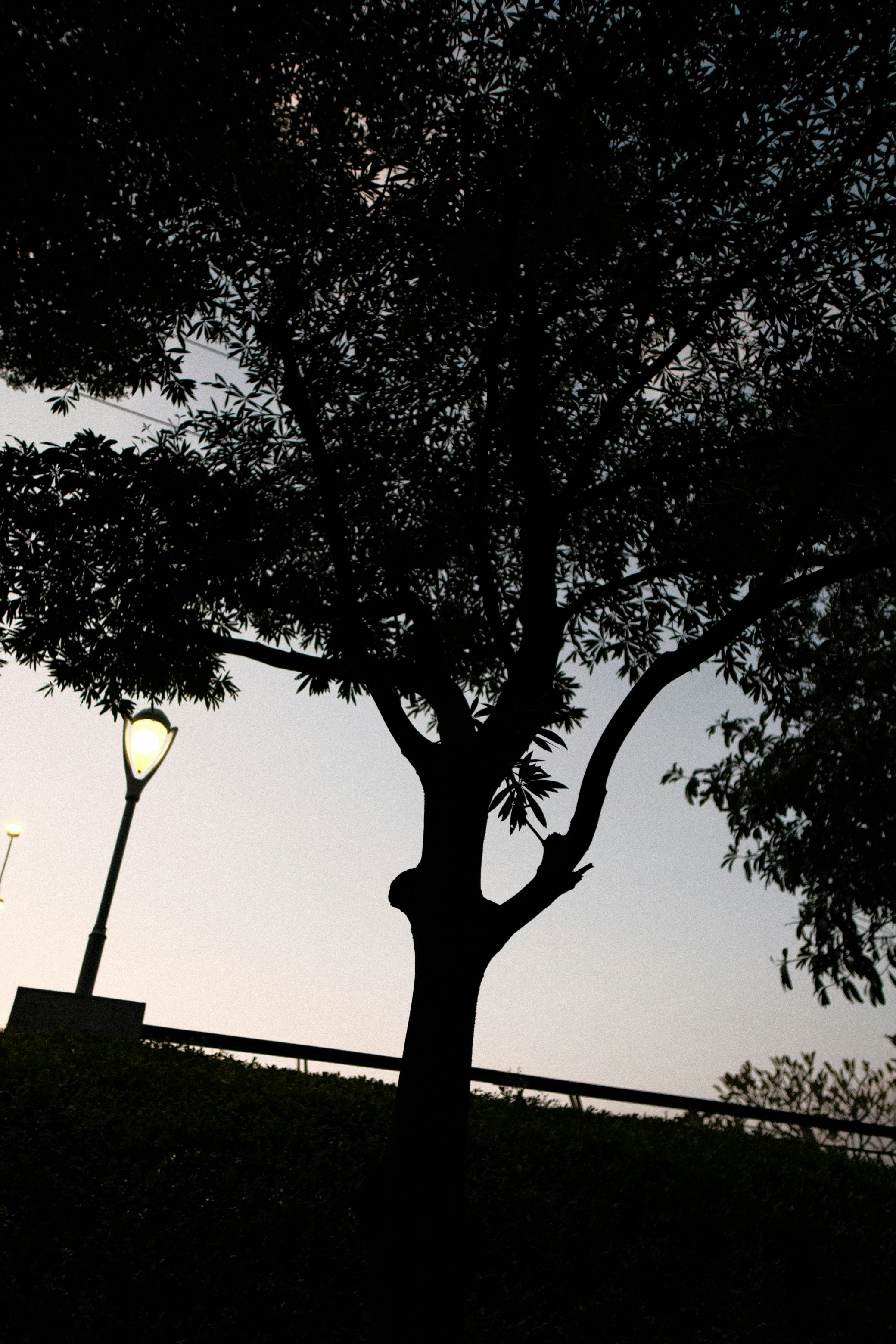 a tree with a light post