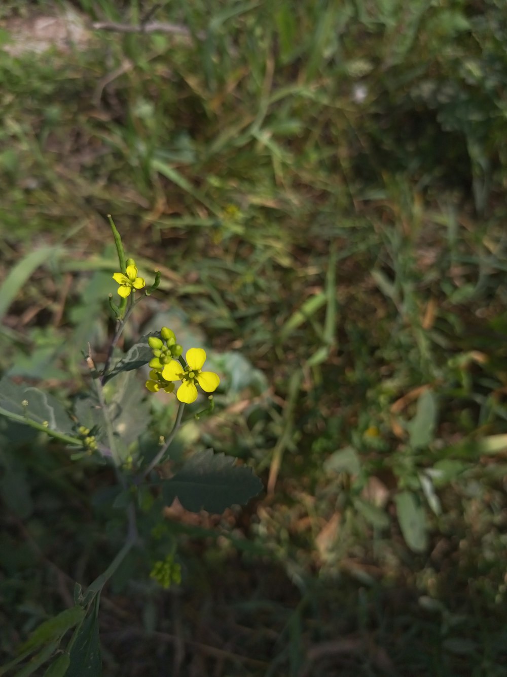 a close-up of a flower