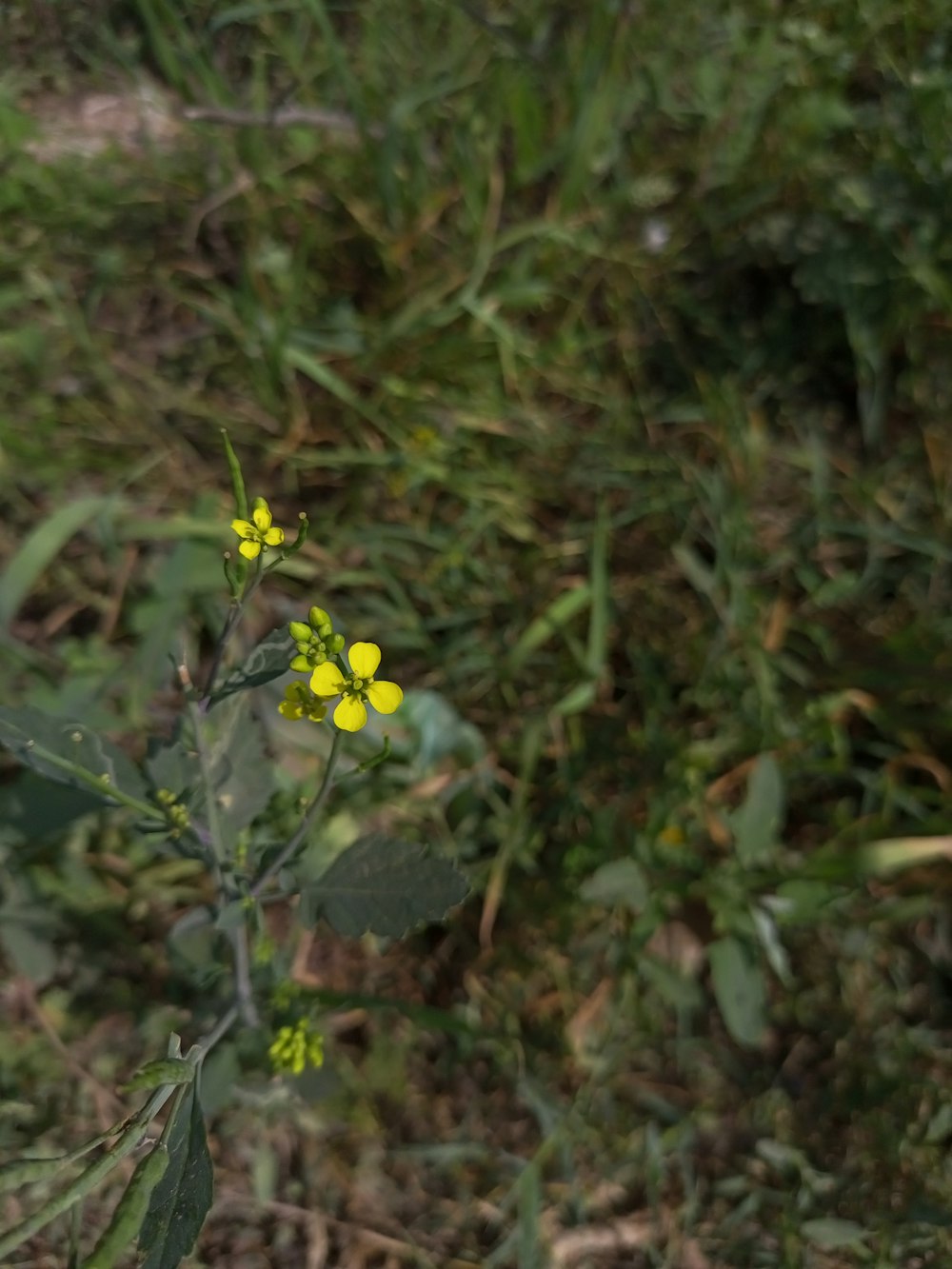 a close-up of a flower